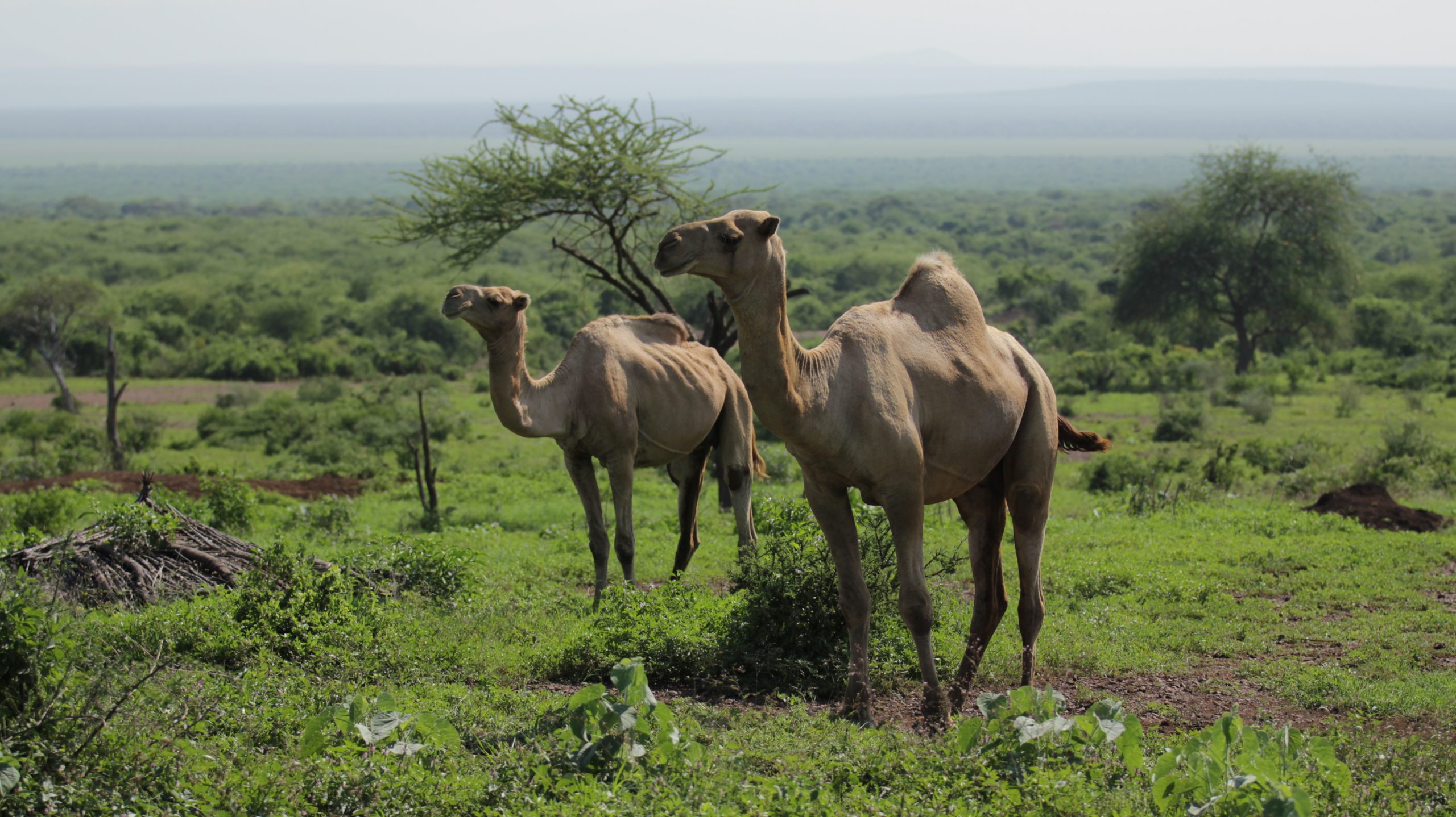 Camels sorrouded by nature.