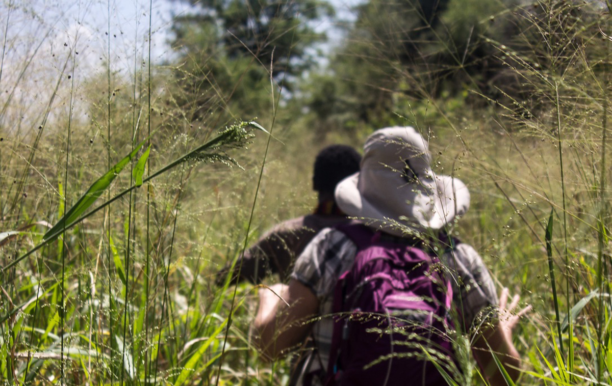 People walking through long and thick grass.